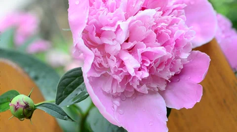 Pink peony with a bud. Medium shot Stock Footage 34692949