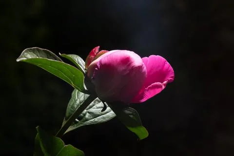 Pink peony bud with a touch of dramatic sunset sun light. Greeting card for m Stock Photos