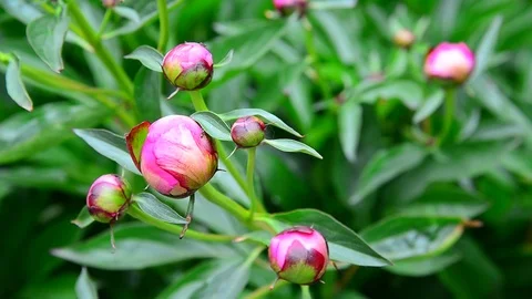 Pink peony buds on flowerbed Stock Footage 79611810