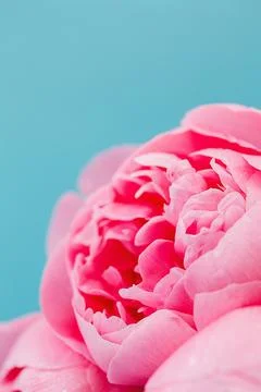 Pink Peony Close-Up with Blue Background Stock Photos