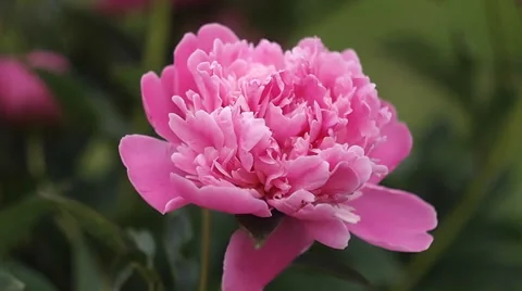 Pink peony close-up Vídeo Stock 51833501
