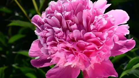 Pink peony closeup Stock Footage 110842503
