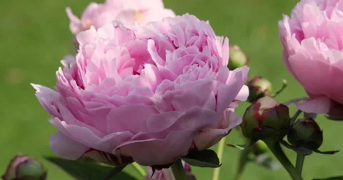 Pink Peony closeup Stock Footage 132786220
