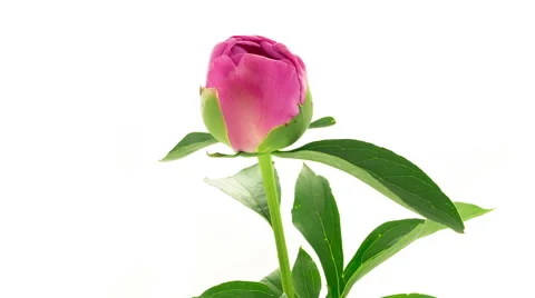 Pink peony Dr Alexander Fleming flower blooming timelapse Stock Footage 53409961