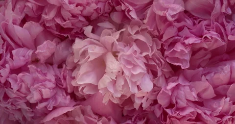 Pink peony floral background pattern. Flower petals close-up view, table spin. Stock Footage 279923365