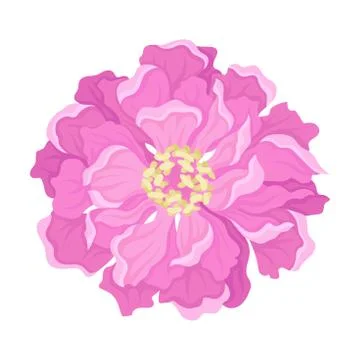 Pink peony flower from above. Vector illustration on a white background. Ilustração Stock
