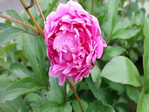 Pink Peony flower in bloom. 動画素材 80473568