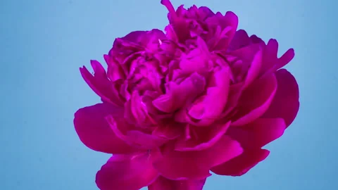 Pink Peony Flower Blooming Stock-Footage 90097789
