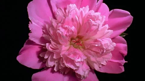 Pink peony Flower Blooming in Time-lapse – HD Stock Footage