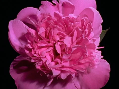 Pink peony Flower Blooming in Time-lapse – 640x480 Stock Footage 8569341