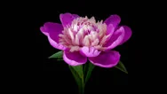 Pink Peony Flower Blooming Timelapse Stock Footage