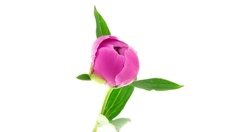 Pink peony flower blooming timelapse Stock Footage 108755853