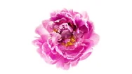 Pink Peony Flower Blooming Top View Timelapse Stock Footage