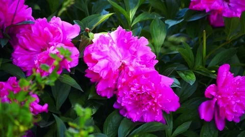 Pink Peony Flower Close Up Stock Footage 50547348