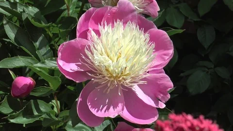 Pink peony flower Stock Footage 76194055