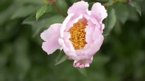 Pink Peony Flower Stock Footage 79799792