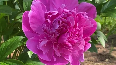 Pink peony flower Stock Footage 311408514