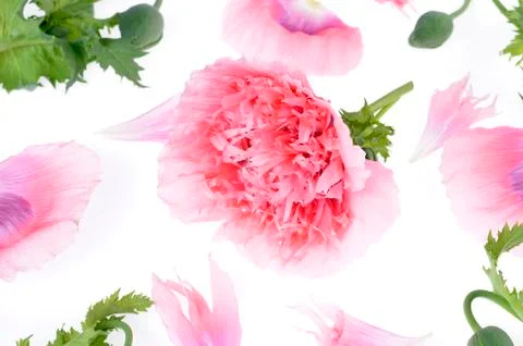 Pink peony flower isolated on white background Stock Photos