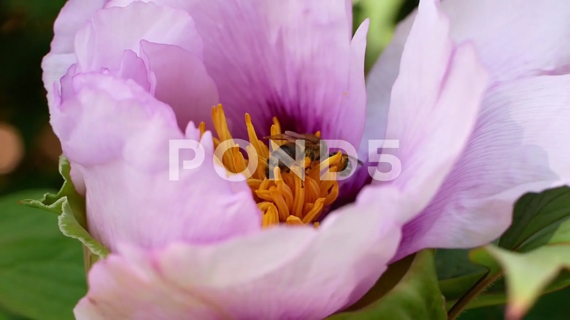 Pink peony flower. Large poan pollinatio... | Stock Video | Pond5