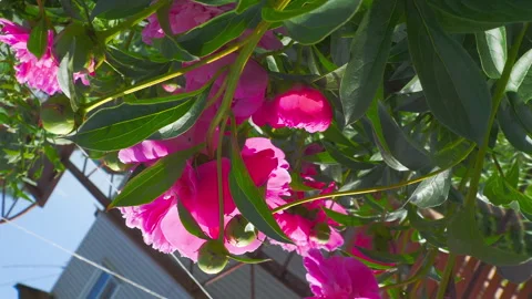 Pink peony flowers with camera rotating in sunny backyard garden Stock-Footage 341695875