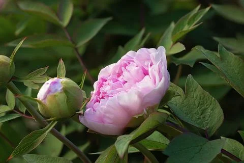 Pink peony focus stack Stock Photos