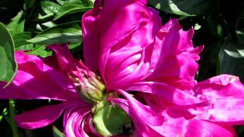 Pink peony Stock Footage 132756257