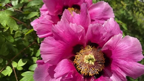 Pink peony in Full Bloom - Romantic Garden Scene with Layers of Ruffled Petals Stock Footage 240850366