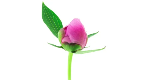 Pink peony fully double flower blooming timelapse Stock Footage 53417843