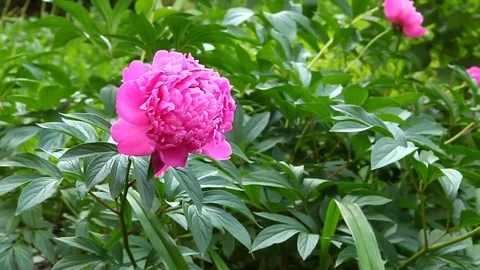 Pink peony in garden with wind 動画素材 76368595