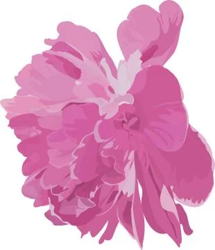 Pink peony Stock Illustration