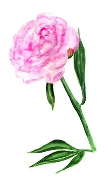 Pink peony Stock Illustration