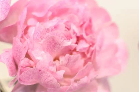 Pink peony on light background Stock-Fotos