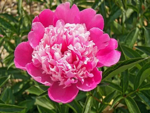 Pink peony macro Stock Photos
