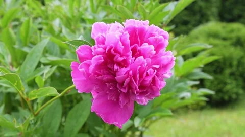 Pink peony or paeony in slow motion, flowering peonies Stock Footage 277028362