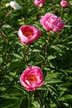 Pink peony Stock Photos
