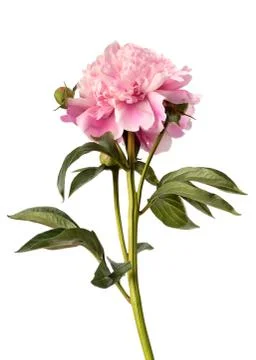 Pink peony Stock Photos
