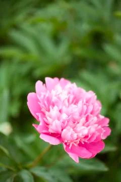 Pink peony Foto stock