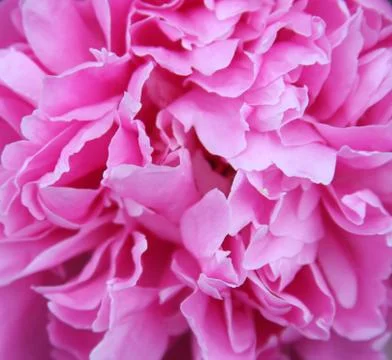 Pink peony Foto stock