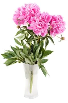 Pink peony Stock Photos