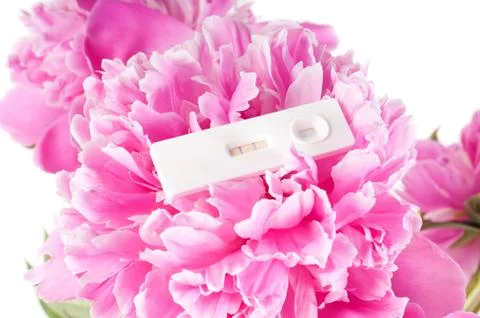 Pink peony Stock Photos