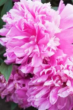 Pink peony Stock Photos