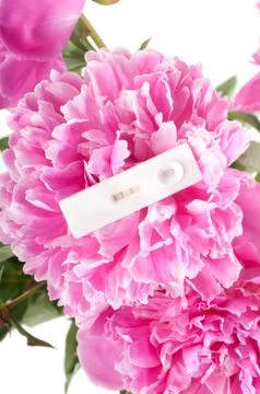 Pink peony 스톡 사진