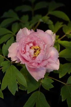 Pink peony 스톡 사진
