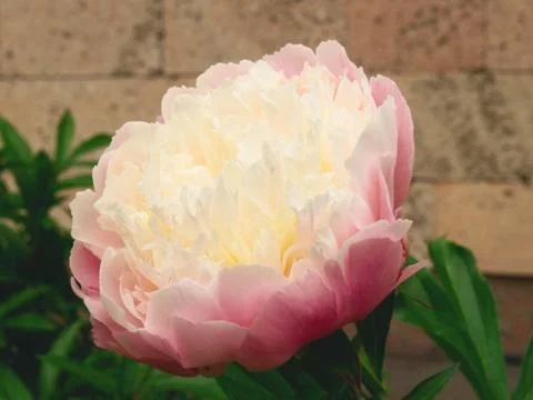 Pink peony Stock Photos