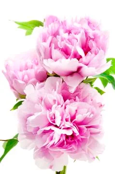 Pink Peony Stock Photos