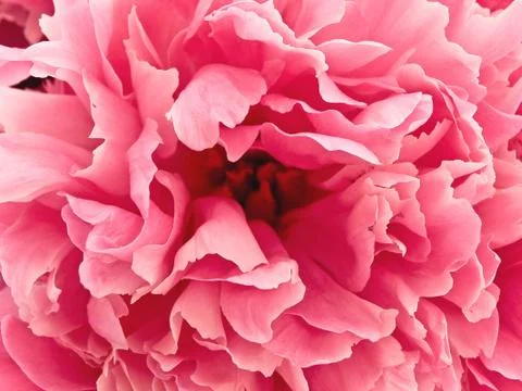 Pink Peony Stock Photos