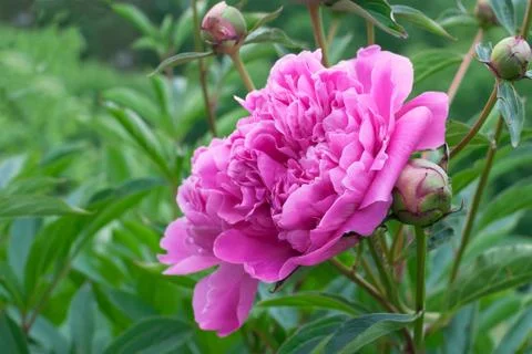 Pink peony Stock Photos