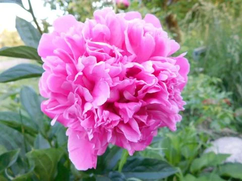 Pink peony Stock Photos