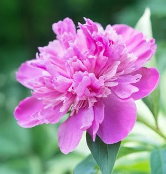 Pink peony Stock Photos