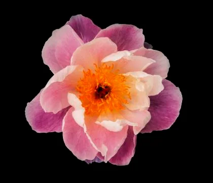 Pink Peony Stock Photos